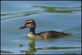 _0SB3944 duckling
